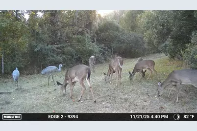 11816 SE County Road 234, Micanopy, FL 32667 - Photo 11