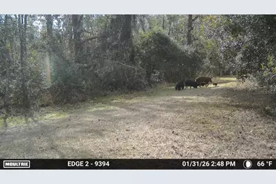 11816 SE County Road 234, Micanopy, FL 32667 - Photo 41