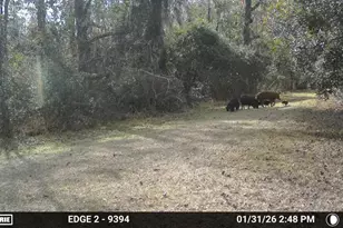 11816 SE County Road 234, Micanopy, FL 32667 - Photo 41