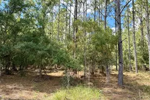 4890 NW 55th Ave, Bell, FL 32619 - Photo 15