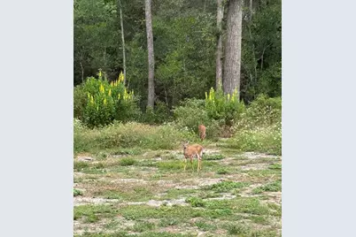 12212 NW 194th Terrace, Alachua, FL 32615 - Photo 51