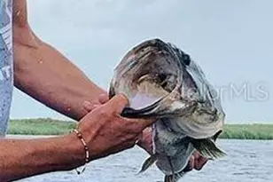 17381 NW 262nd St, Okeechobee, FL 34972 - Photo 5