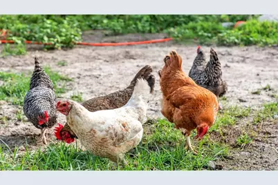 1305 Cherry Lane, Lakeland, FL 33811 - Photo 17