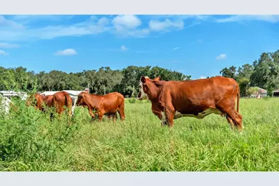 1305 Cherry Lane, Lakeland, FL 33811 - Photo 23