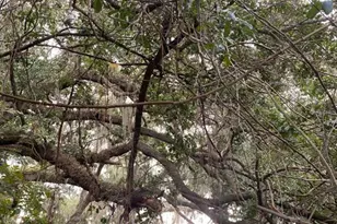 725 Hickory Hammock Rd, Lake Wales, FL 33859 - Photo 3