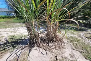 7098 SW 131st Loop, Ocala, FL 34473 - Photo 43