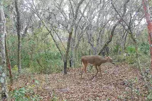 4125 Tiger Creek Trail, Lake Wales, FL 33898 - Photo 55