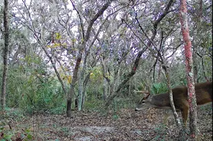 4125 Tiger Creek Trail, Lake Wales, FL 33898 - Photo 53