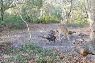 4125 Tiger Creek Trail, Lake Wales, FL 33898 - Photo 61