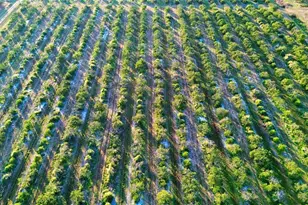 2233 Hicks Rd, Lorida, FL 33857 - Photo 3