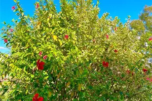 813 Cinnamon Dr E, Winter Haven, FL 33880 - Photo 17