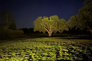 1310 Rolling Woods Ln, Lakeland, FL 33813 - Photo 65