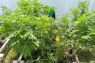 1373 Mezzavalle Wy, Auburndale, FL 33823 - Photo 31