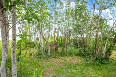 2427 Black Road, Fort Meade, FL 33841 - Photo 35