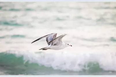 471 Bayshore Road, Nokomis, FL 34275 - Photo 71