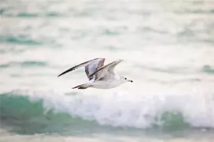 471 Bayshore Rd, Nokomis, FL 34275 - Photo 71