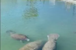 822 Bogie St, Venice, FL 34285 - Photo 27