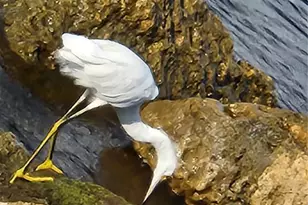 616 Guild Dr, Venice, FL 34285 - Photo 67