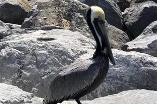 10797 Tarflower Dr, Venice, FL 34293 - Photo 69