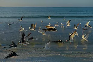 37 Waterford Dr, Englewood, FL 34223 - Photo 59