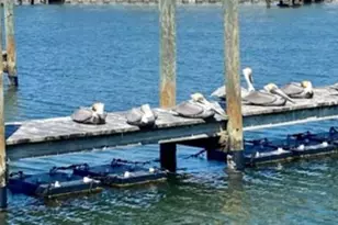 603 Leisure, Venice, FL 34285 - Photo 29