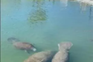 858 S Green Cir, Venice, FL 34285 - Photo 45