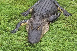 418 Cerromar Ct, Venice, FL 34293 - Photo 71