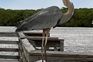 418 Cerromar Ct, Venice, FL 34293 - Photo 65