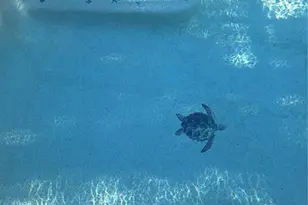 516 Serata St, Venice, FL 34285 - Photo 35