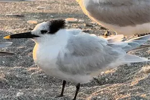 995 La Guna Dr, Venice, FL 34285 - Photo 63