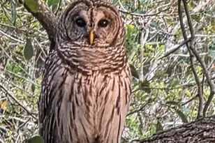 7283 SW Environmental Lab St, Arcadia, FL 34266 - Photo 9