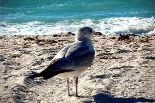 17 Lafitte Dr, Nokomis, FL 34275 - Photo 49