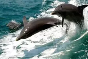 949 Suncrest Ln, Englewood, FL 34223 - Photo 67