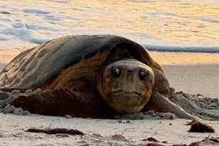 1627 Del Monte Ct, Venice, FL 34293 - Photo 73