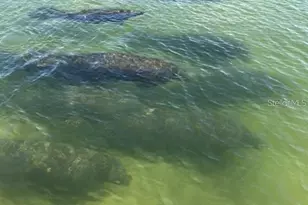 1627 Del Monte Ct, Venice, FL 34293 - Photo 69