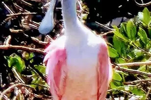 2542 Cortenova Ct, Venice, FL 34292 - Photo 81