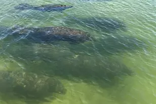 2542 Cortenova Ct, Venice, FL 34292 - Photo 77