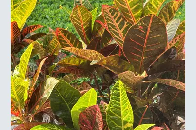 810 E 9th Avenue, New Smyrna Beach, FL 32169 - Photo 43