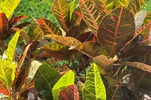 810 E 9th Ave, New Smyrna Beach, FL 32169 - Photo 43