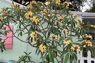 1711 Magnolia St, New Smyrna Beach, FL 32168 - Photo 53