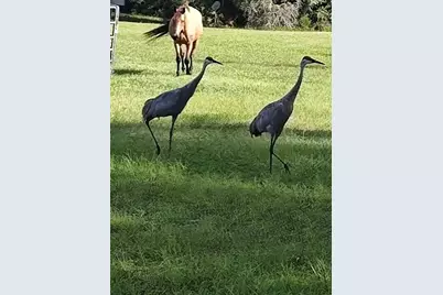 1045 Buckles Road, Pierson, FL 32180 - Photo 7