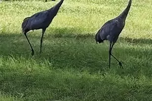 1045 Buckles Rd, Pierson, FL 32180 - Photo 7