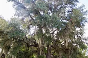 1045 Buckles Rd, Pierson, FL 32180 - Photo 23