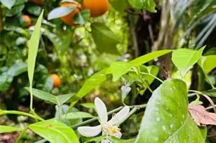 357 S Seneca Blvd, Daytona Beach, FL 32114 - Photo 43