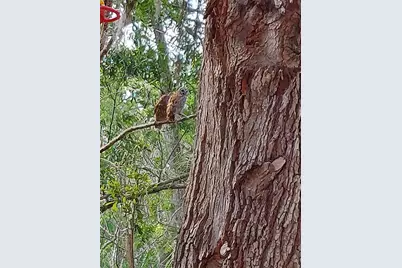 1798 Hideaway Lane, Edgewater, FL 32132 - Photo 85