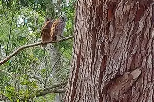 1798 Hideaway Ln, Edgewater, FL 32132 - Photo 85