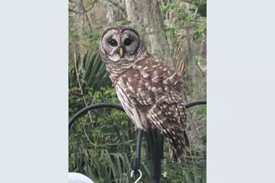 1798 Hideaway Lane, Edgewater, FL 32132 - Photo 99