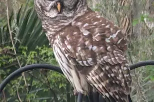 1798 Hideaway Ln, Edgewater, FL 32132 - Photo 99