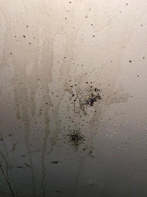 824 Mulberry St, Daytona Beach FL 32114-2172 exterior