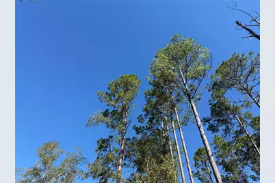 484 NE 412th Avenue, Old Town, FL 32680 - Photo 3